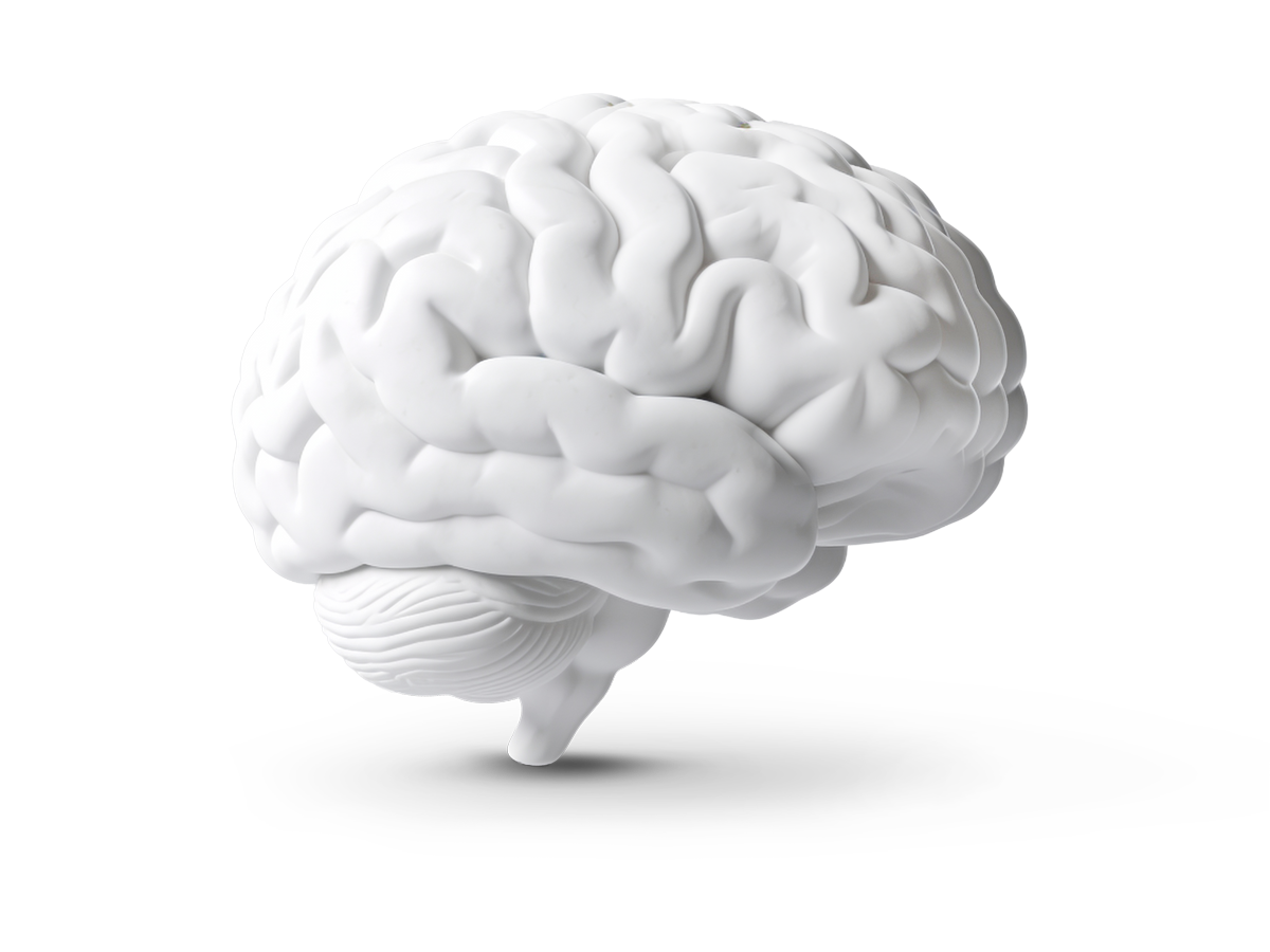 Cerebro 3D
